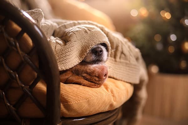 Hund schläft auf einem Sessel unter einer Decke