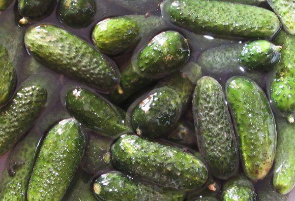 Frische Gurken im Wasser