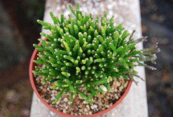 Hatiora salicornioides