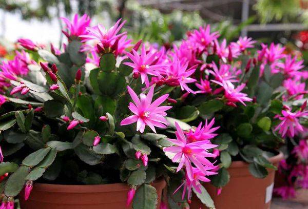 Hatiora rosea