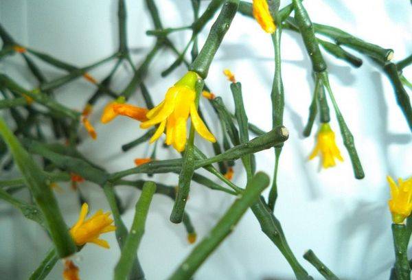 Gelbe Blüten der Pflanze