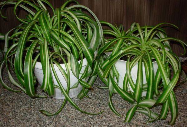 Chlorophytum comosum (Bonny)