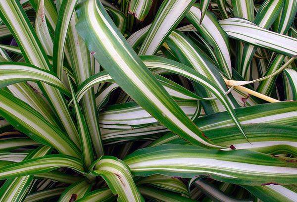 Chlorophytum comosum 'Vittatum'