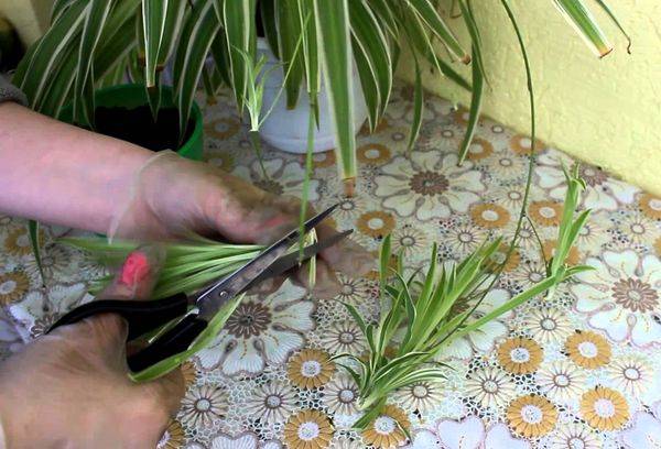 Umpflanzen und Vermehren von Chlorophytum