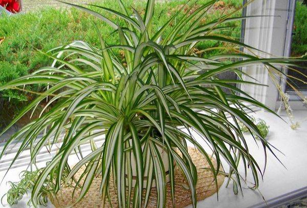 Chlorophytum comosum 'Maculatum'
