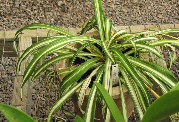 Anbau von Chlorophytum