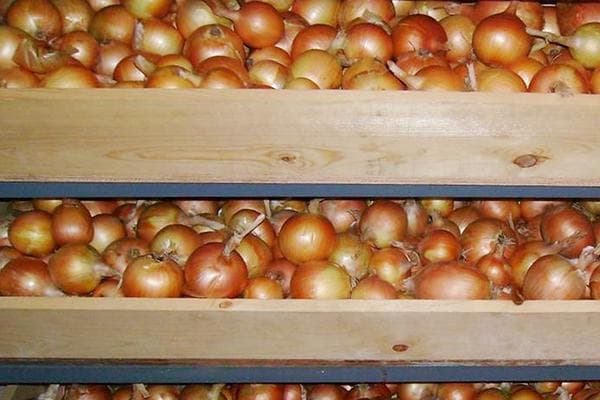 Lagerung von Zwiebeln auf Holzpaletten