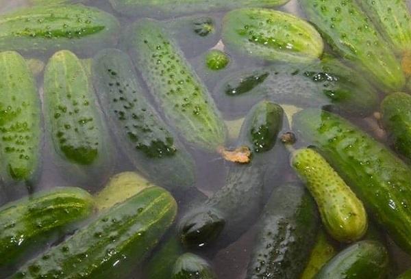 In Wasser eingelegte Gurken