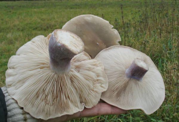 Blätterpilze