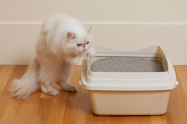 Katze und Katzenklo mit Streu