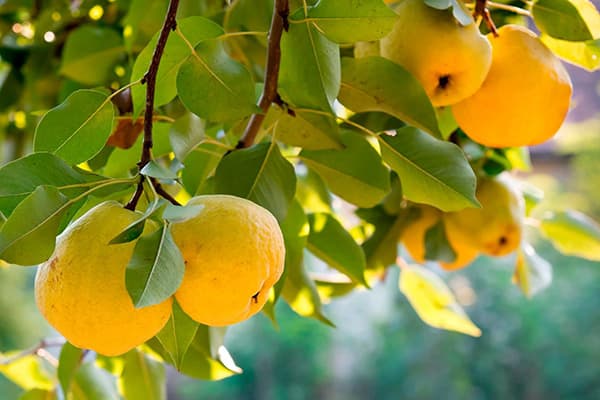 Fruchtbildung der Quitte