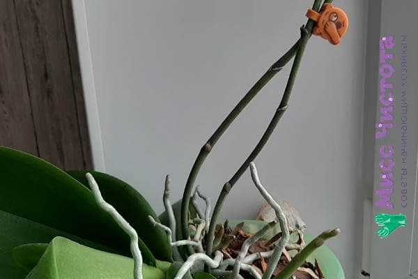 Anbinden von Blumen