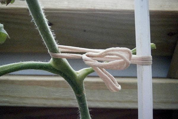 Anbinden von Tomaten mit Nylonstreifen