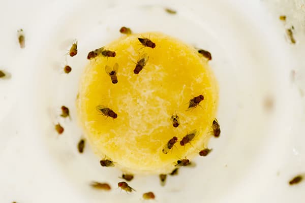 Mouches sur une compote de fruits
