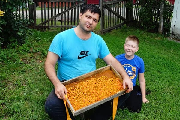 Vater und Sohn mit der Sanddorn-Ernte