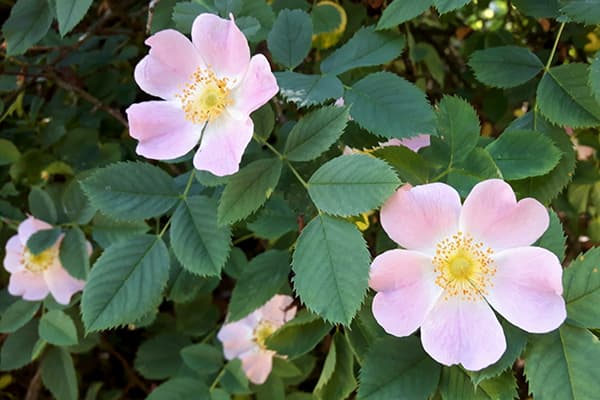 Hundsrose