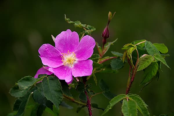 Nadel-Rose