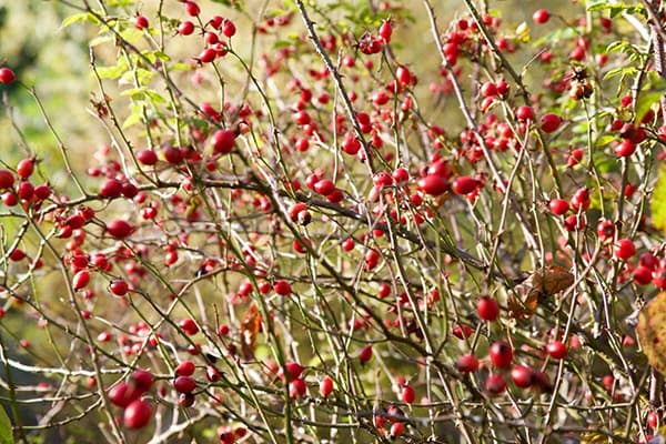 Hagebuttenbeeren am Strauch