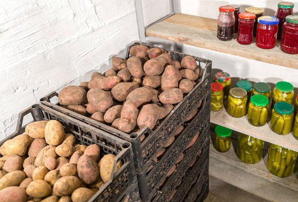 Kartoffeln im Keller