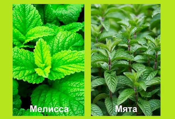 Minze und Melisse