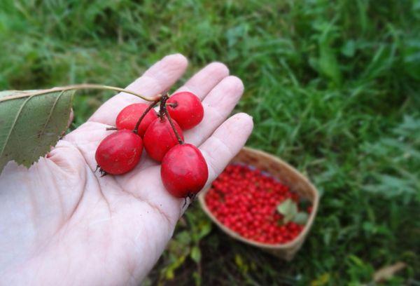 Ernte der Beeren