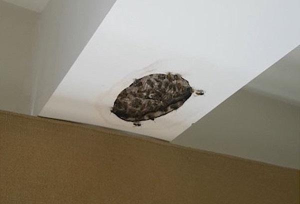 Wespennest in der Wand