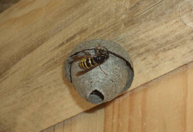 Wespe im Nest
