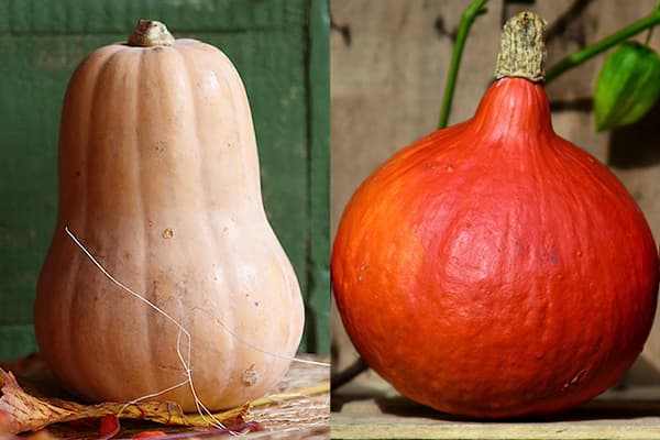 Muskatkürbisse - Butternut und Hokkaido