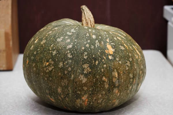 Kürbis mit grüner Schale