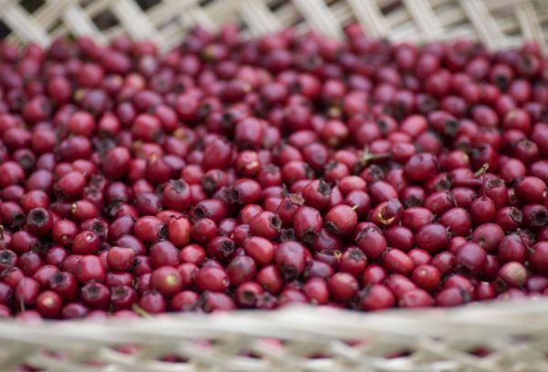 Weißdornbeeren beim Trocknen
