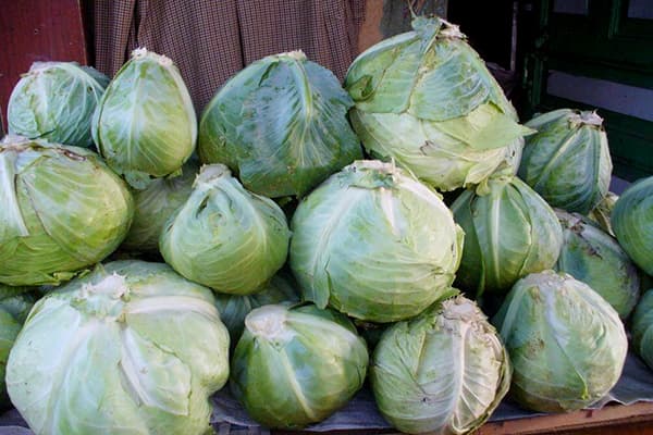 Lagerung von Weißkohl
