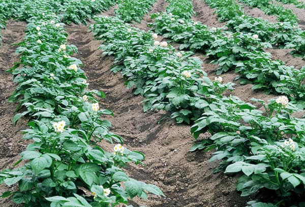 Kartoffelanbau