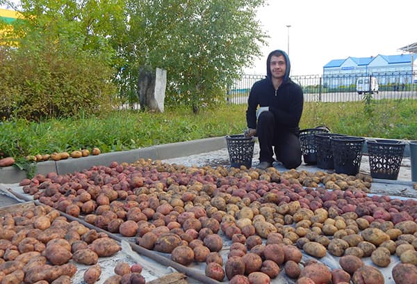 Trocknen der Kartoffeln