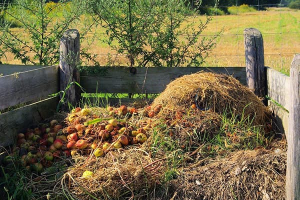Äpfel im Komposthaufen