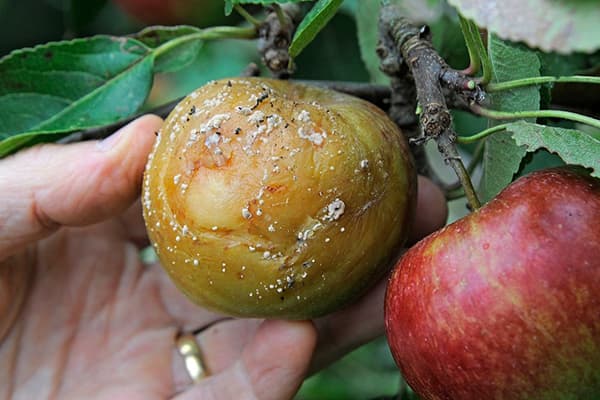 Apfelbaum mit Monilia-Befall