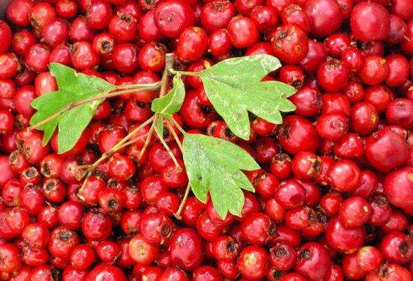 Frische Weißdornfrüchte