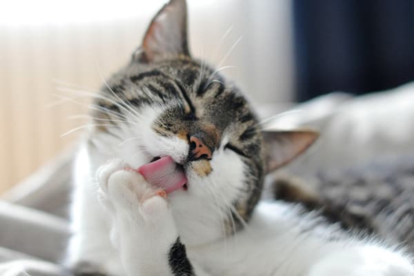 Die Katze in der Wohnung