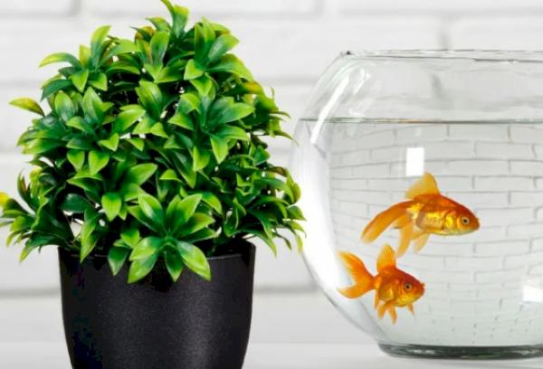 Kann man Blumen mit Wasser aus dem Aquarium gießen?