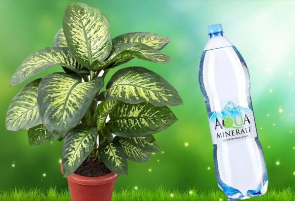 Mineralwasser zum Gießen