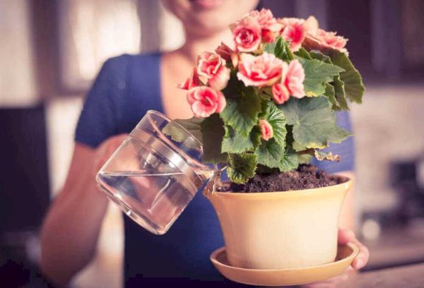 Bewässerung von Blumen mit heißem Wasser