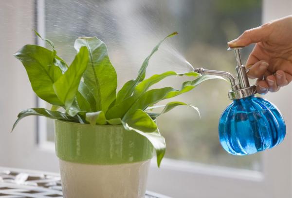 Kann man Blumen mit gefiltertem Wasser gießen?
