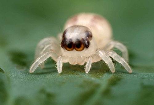 Kleine Spinne