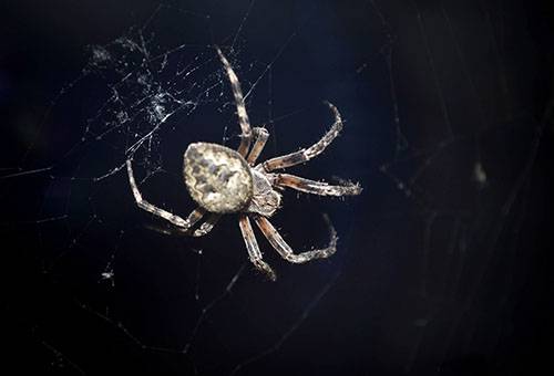 Hausspinne