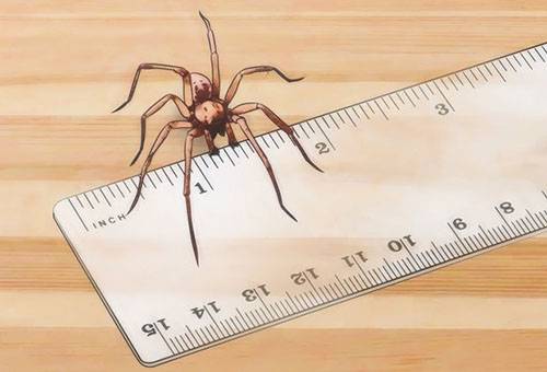 Größe der Wanderspinne
