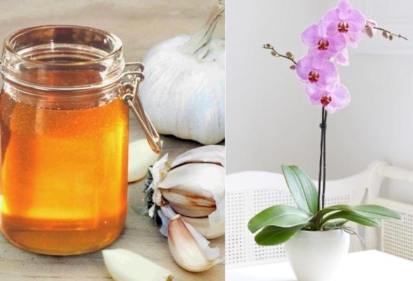 Düngung von Orchideen mit Knoblauch und Honig