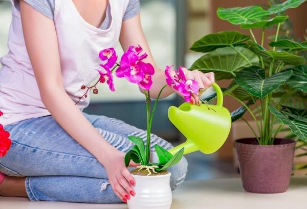 Eine Frau gießt Orchideen