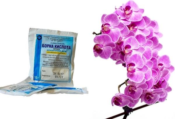 Borsäure für Orchideen