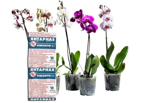 Bernsteinsäure für Orchideen