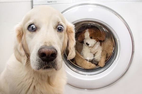 Hund neben der Waschmaschine