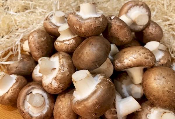 Königs-Champignon